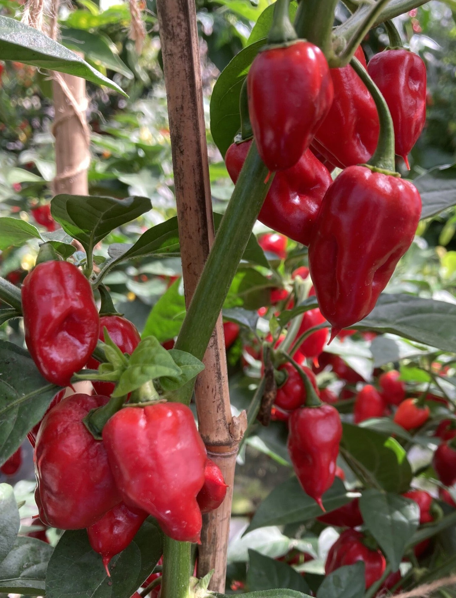 Red Scotch Bonnet Pepper on the plant