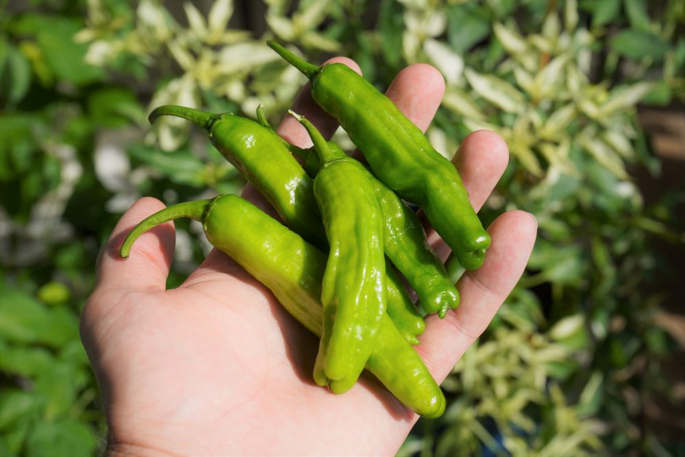 Shishito Pepper on the plant