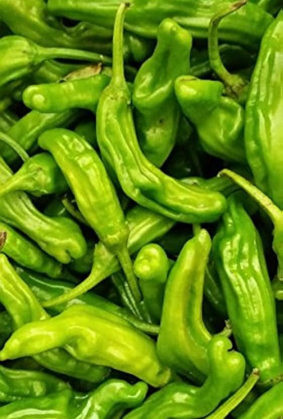 Shishito Pepper on the plant