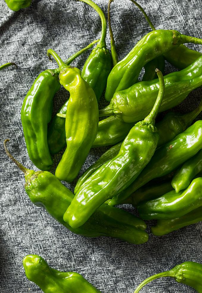 Shishito Pepper on the plant