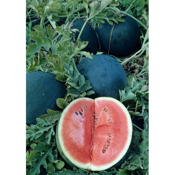 Sugar Baby Watermelon growing on the vine