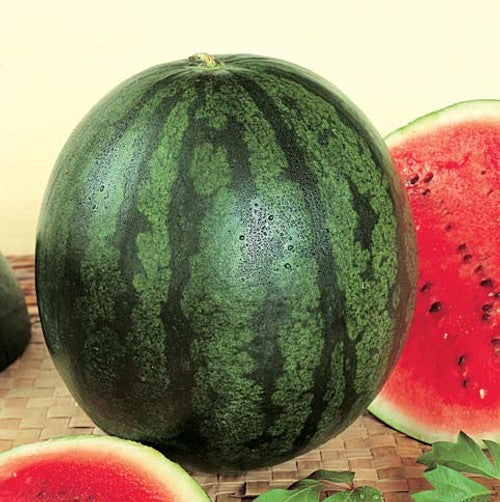 Sugar Baby Watermelon growing on the vine
