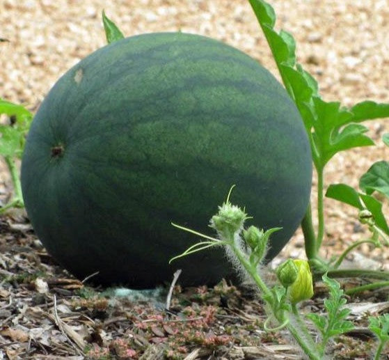 Sugar Baby Watermelon growing on the vine