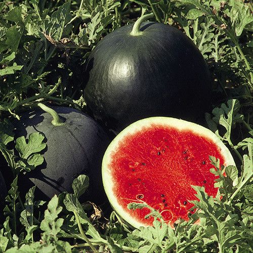 Sugar Baby Watermelon growing on the vine