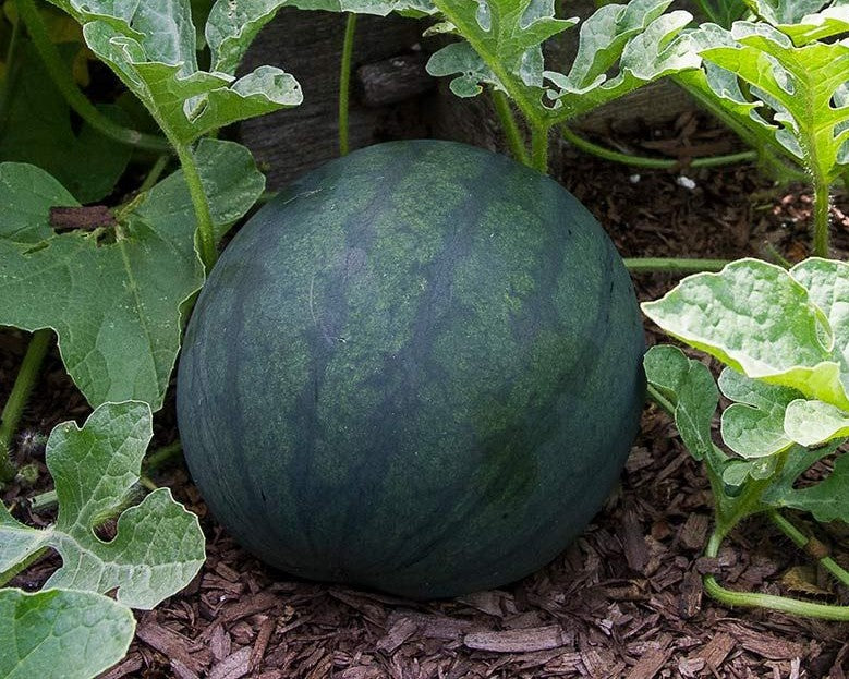 Sugar Baby Watermelon growing on the vine