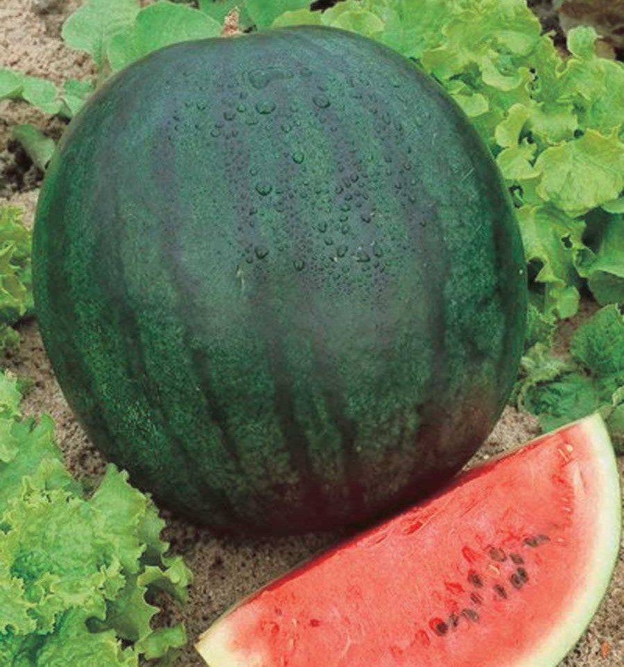 Sugar Baby Watermelon growing on the vine
