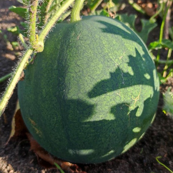 Sugar Baby Watermelon growing on the vine
