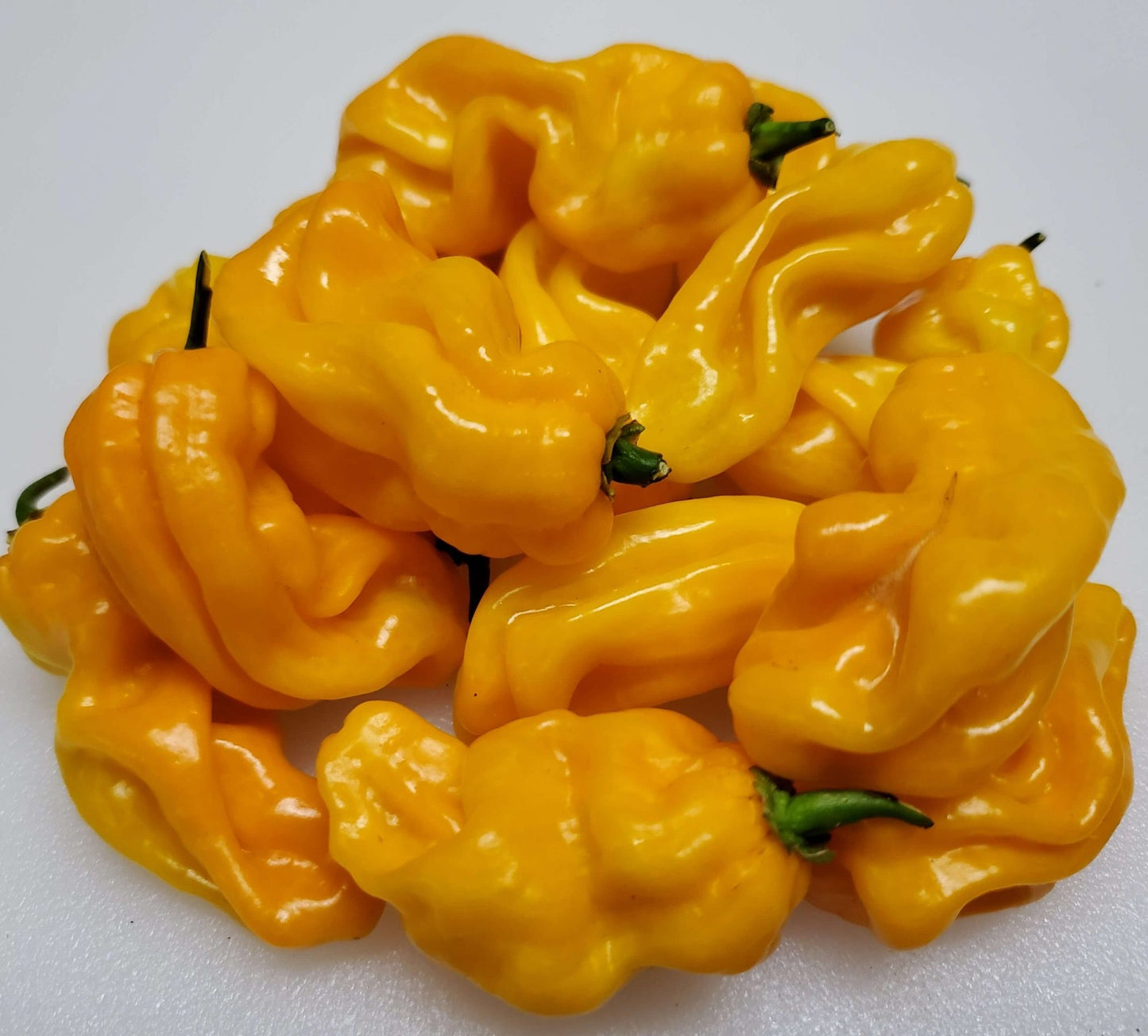 Sweet Yellow Habanero Pepper on the plant