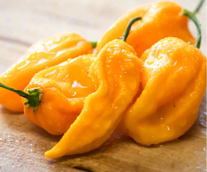 Sweet Yellow Habanero Pepper on the plant