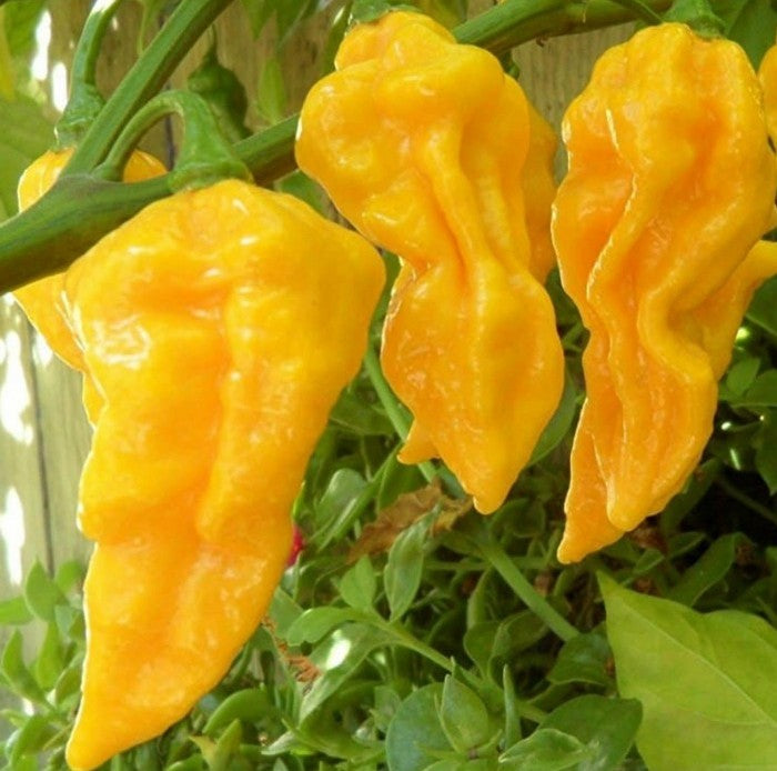 Sweet Yellow Habanero Pepper on the plant