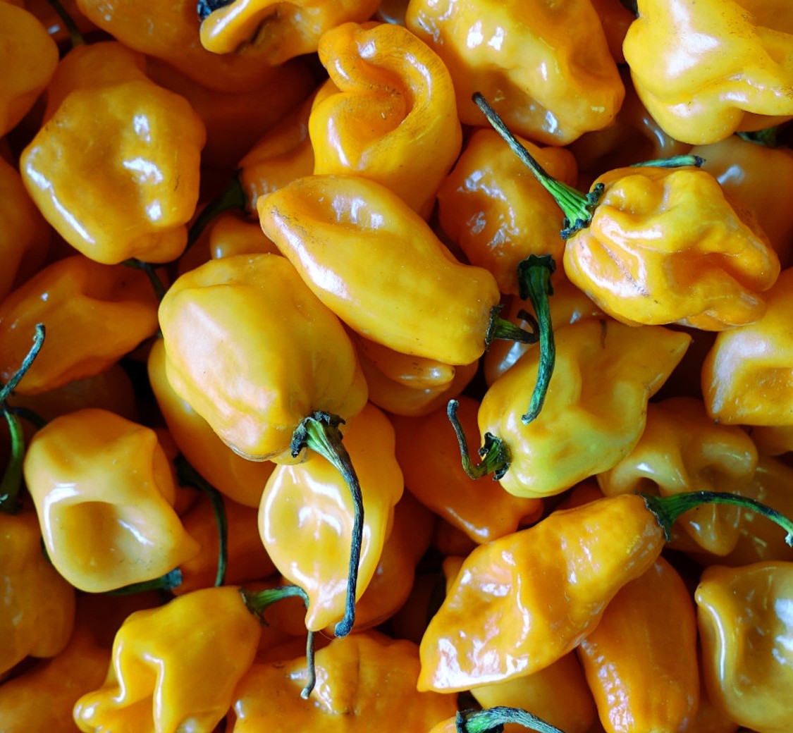 Sweet Yellow Habanero Pepper on the plant