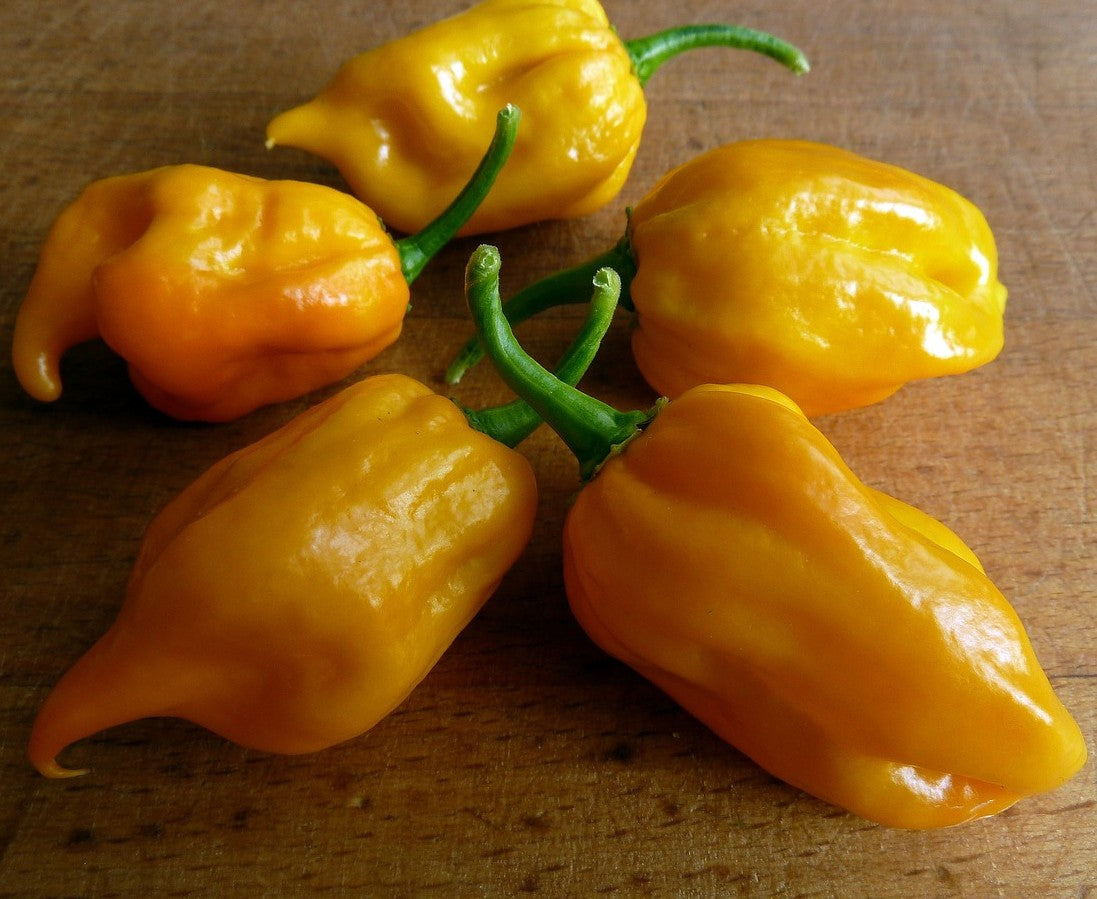 Sweet Yellow Habanero Pepper on the plant
