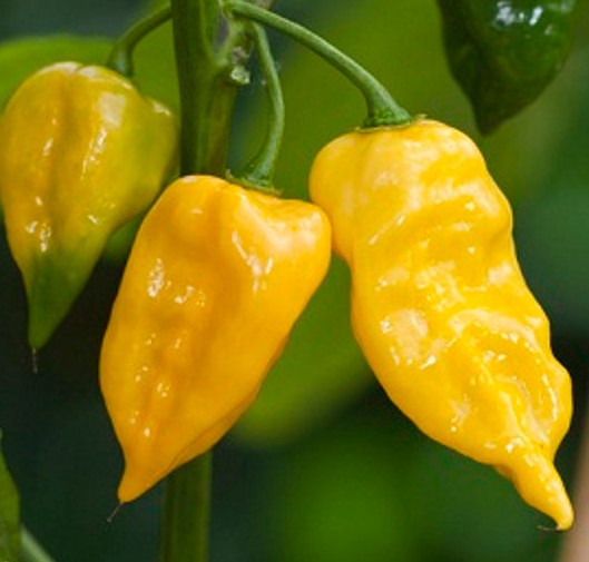 Sweet Yellow Habanero Pepper on the plant