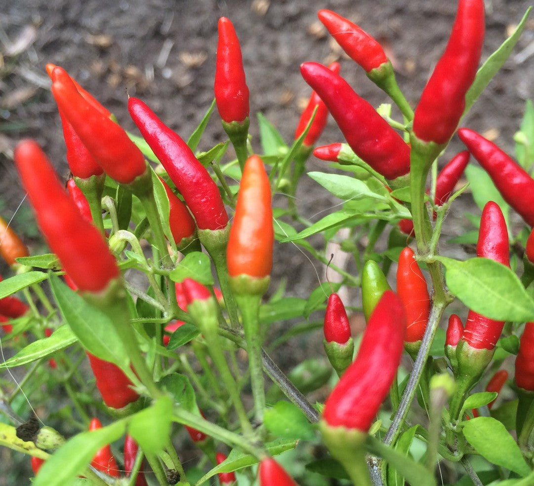Thai Bird Pepper on the plant