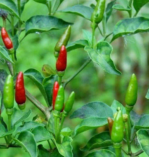 Thai Bird Pepper on the plant