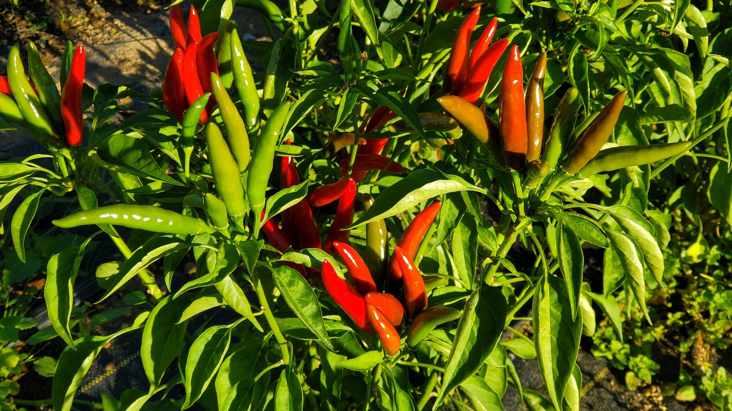 Thai Bird Pepper on the plant