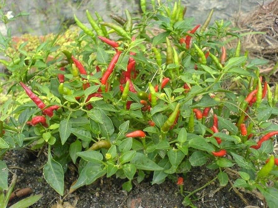 Thai Bird Pepper on the plant