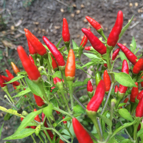 Thai Bird Pepper on the plant