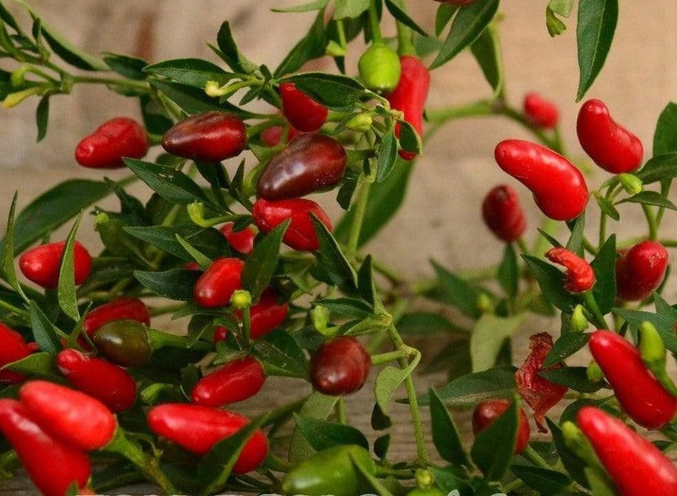 Thai Bird Pepper on the plant