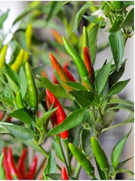 Thai Bird Pepper on the plant