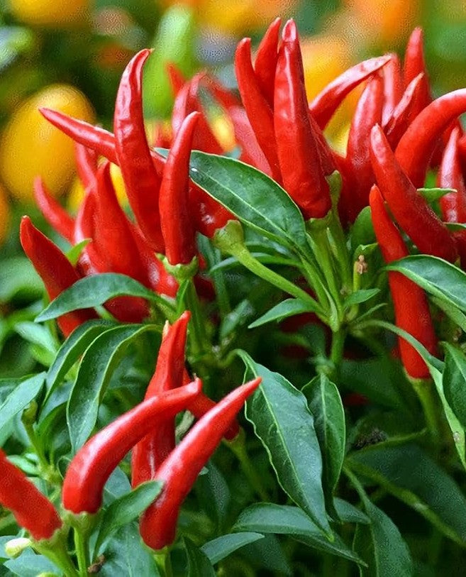 Thai Bird Pepper on the plant