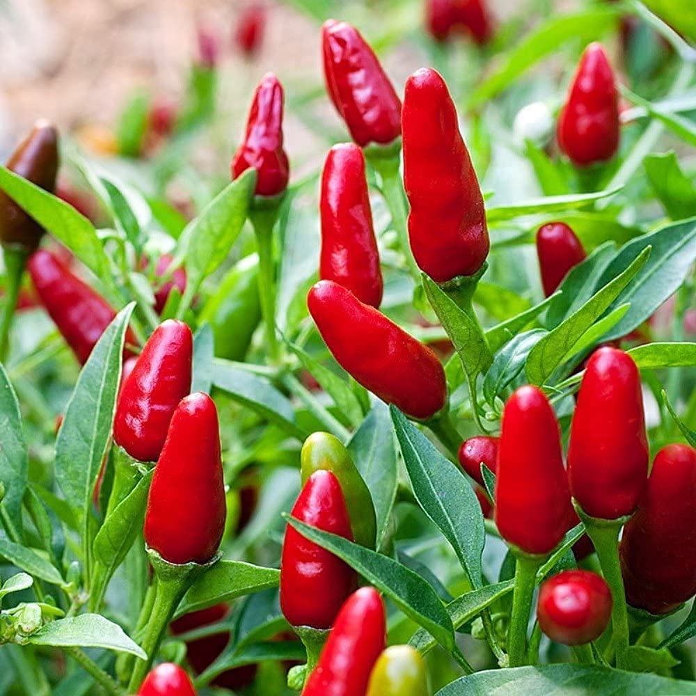 Thai Garden Bird Pepper on the plant