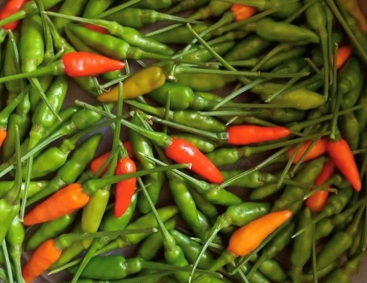 Thai Garden Bird Pepper on the plant