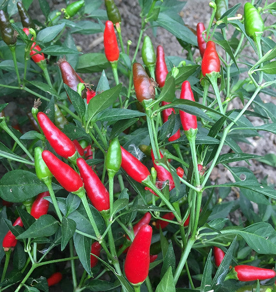 Thai Garden Bird Pepper on the plant