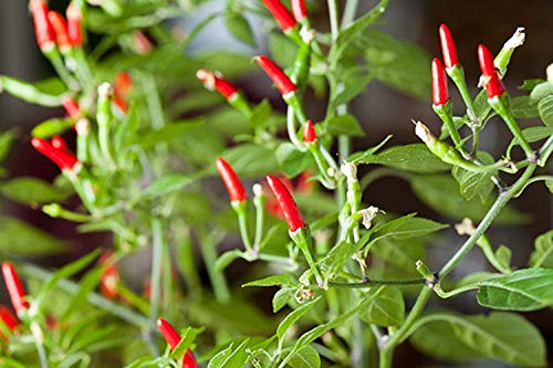Thai Garden Bird Pepper on the plant