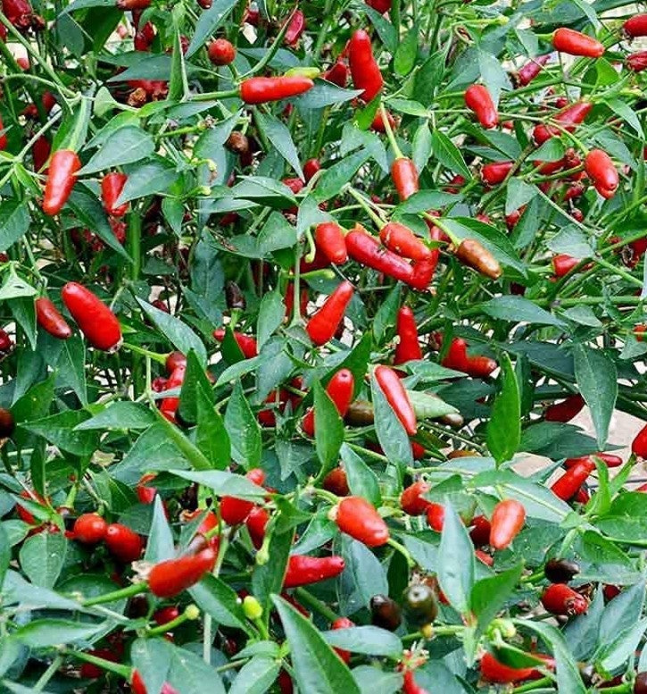 Thai Garden Bird Pepper on the plant