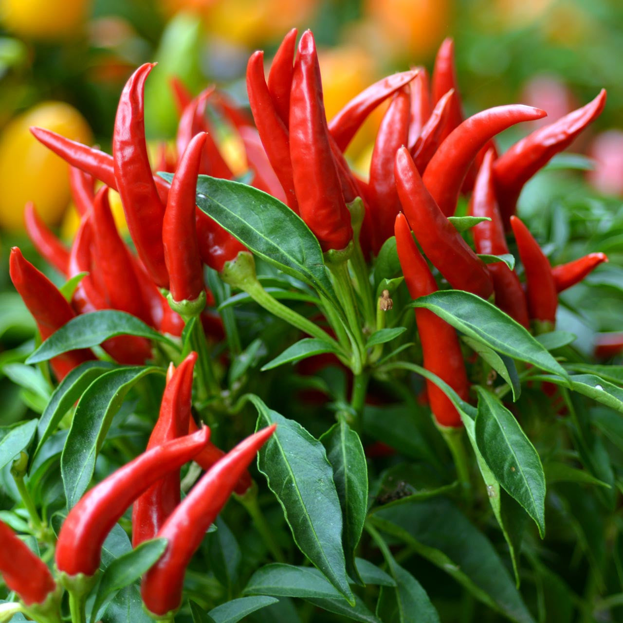 Thai Hot Red Culinary Pepper on the plant
