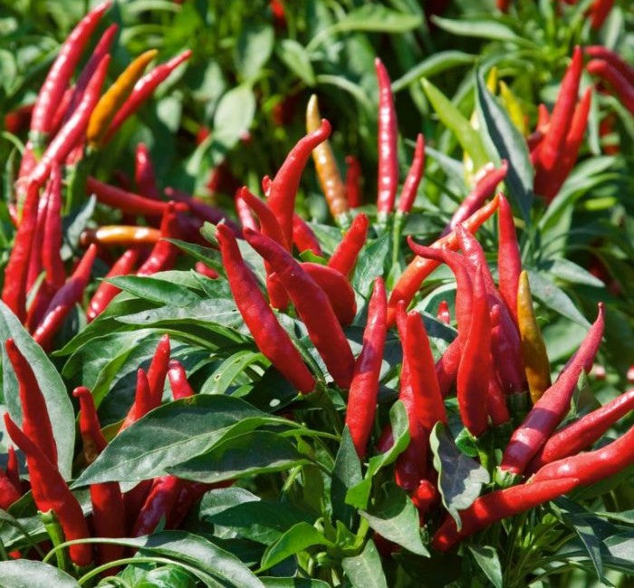 Thai Hot Red Culinary Pepper on the plant