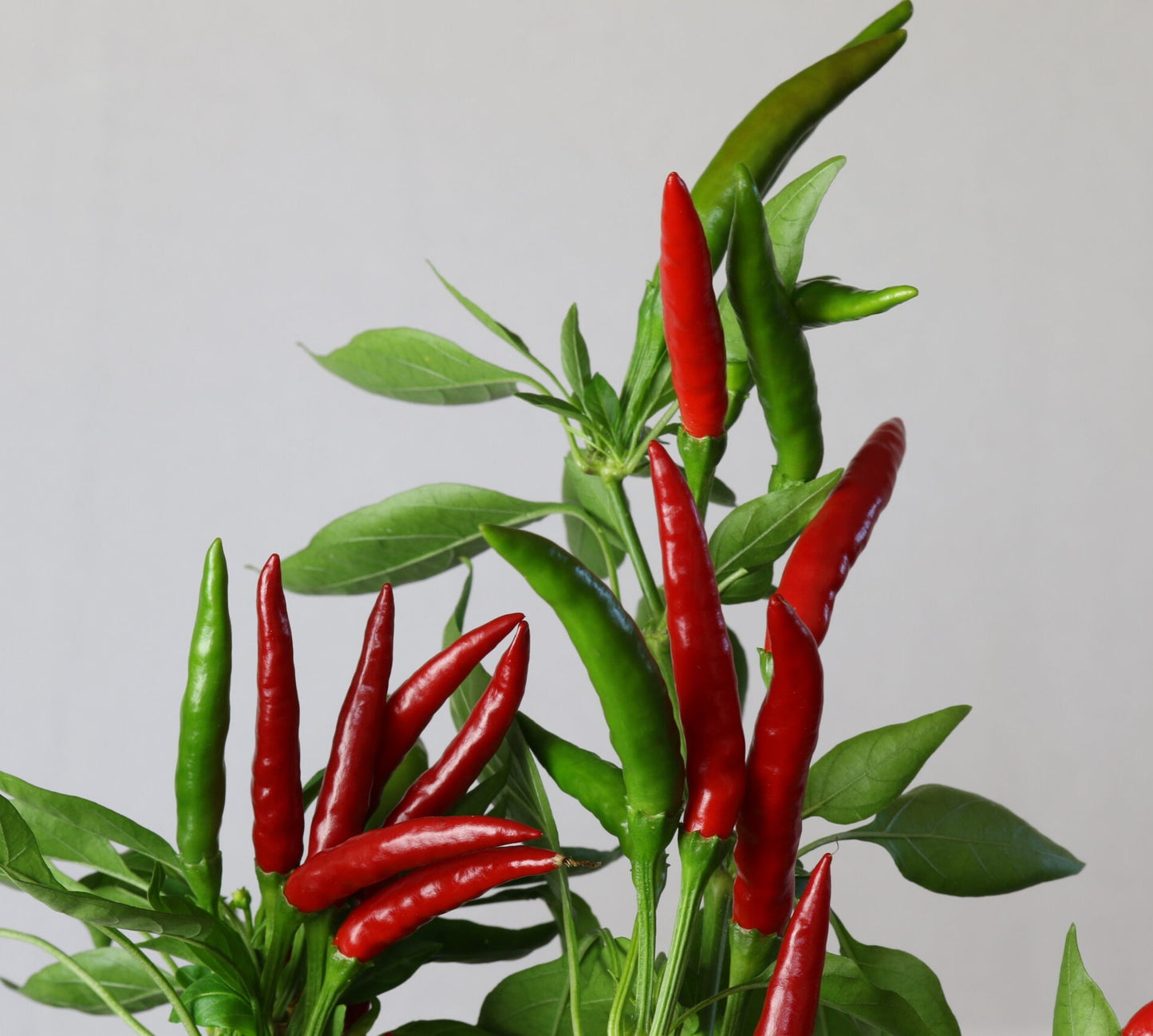 Thai Hot Red Culinary Pepper on the plant