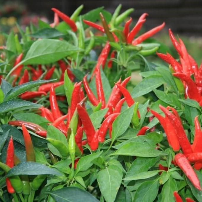 Thai Hot Red Culinary Pepper on the plant