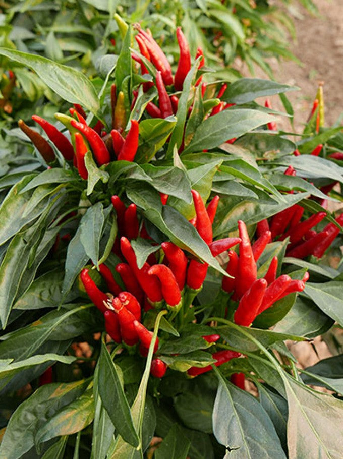 Thai Hot Red Culinary Pepper on the plant