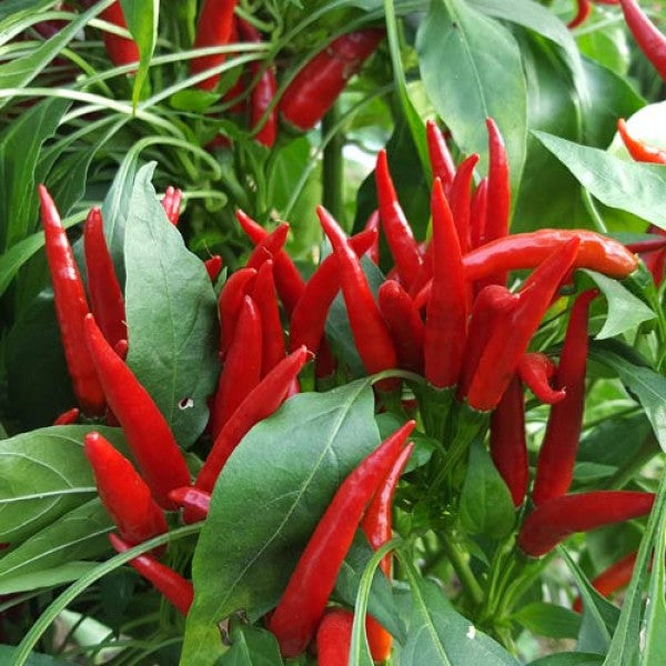 Thai Hot Red Culinary Pepper on the plant