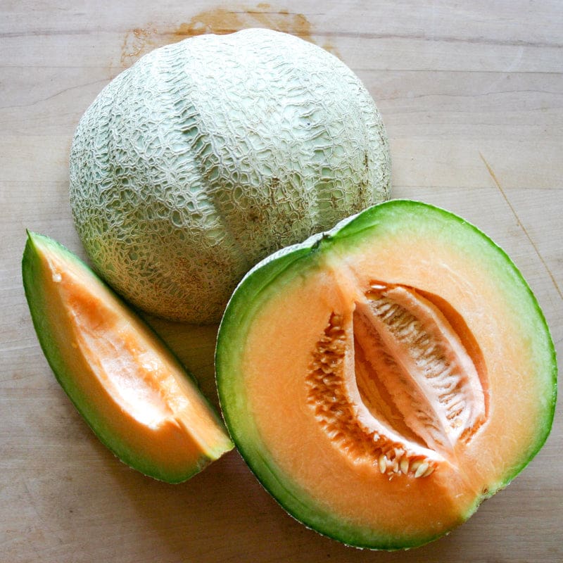 Italian Tuscany Melon growing on the vine