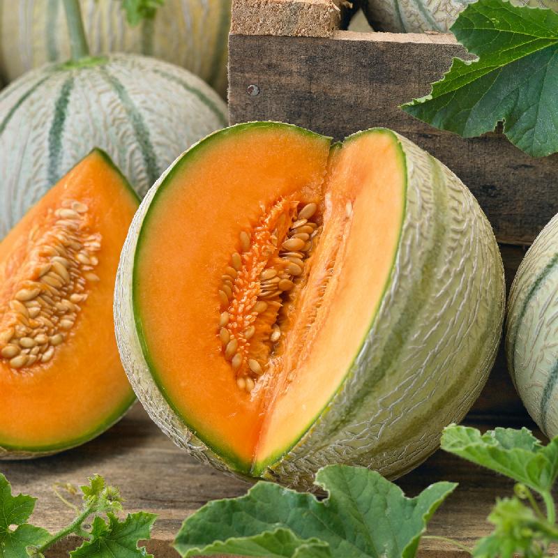 Italian Tuscany Melon growing on the vine
