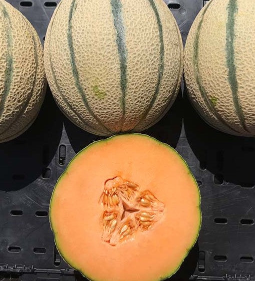 Italian Tuscany Melon growing on the vine