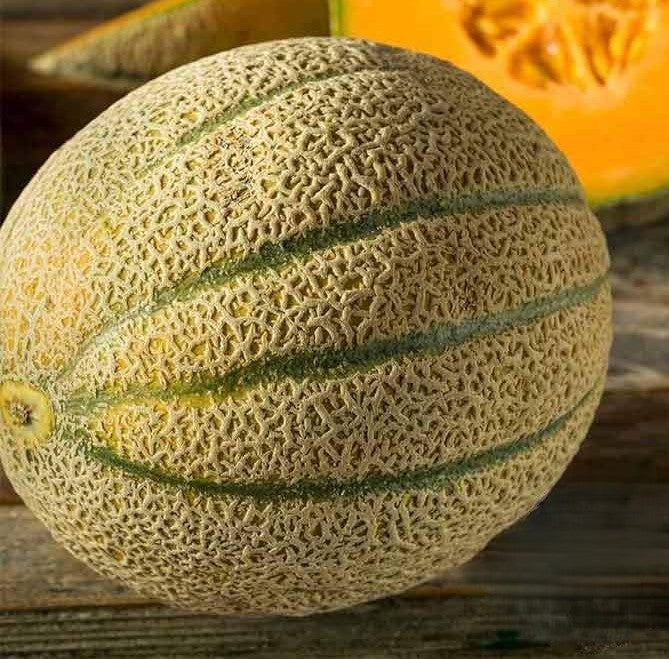 Italian Tuscany Melon growing on the vine