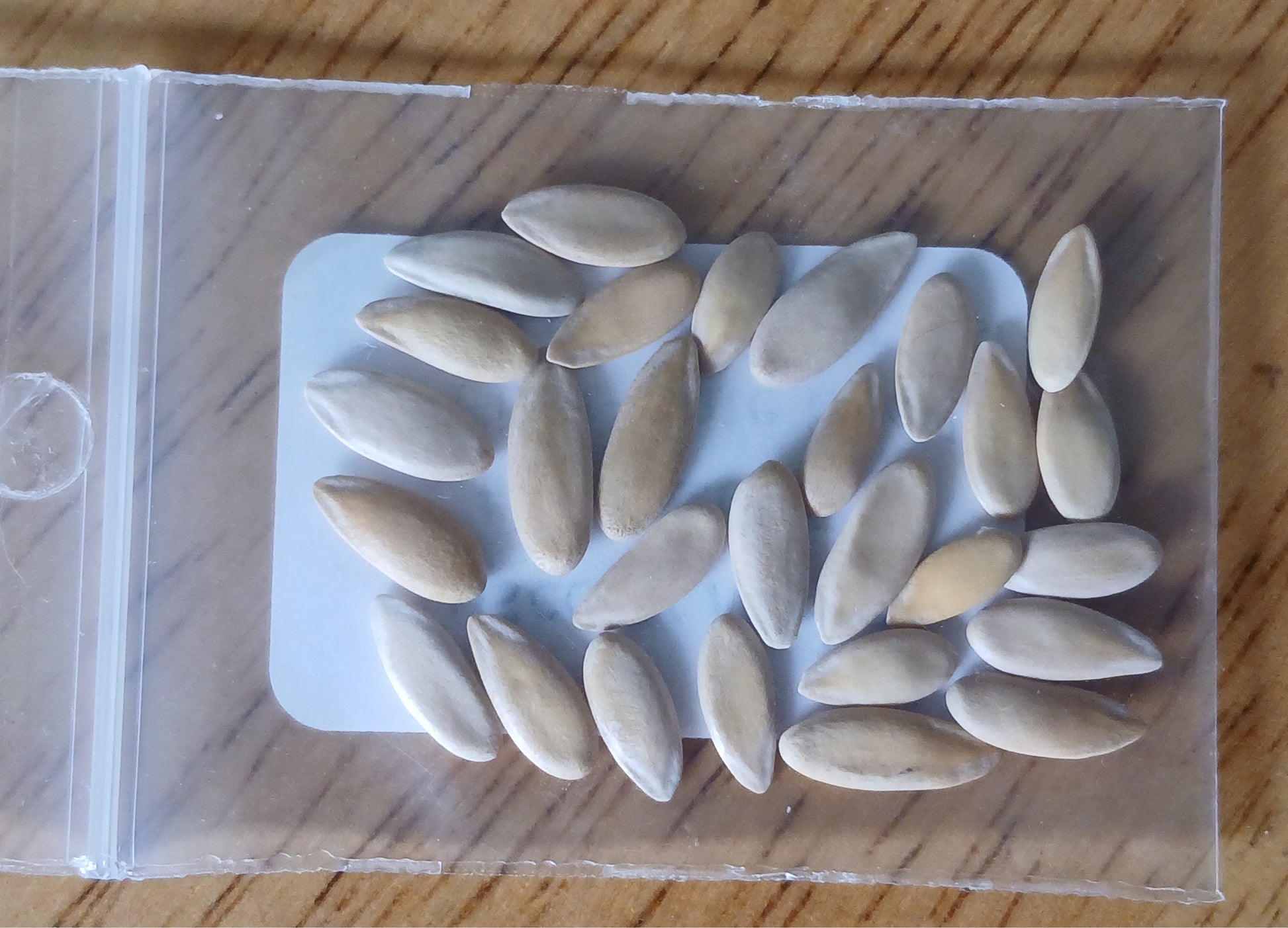 Italian Tuscany Melon Heirloom seeds