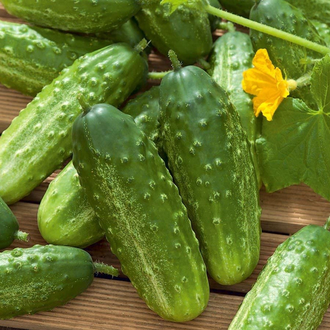 Wisconsin 58 Cucumber growing on the vine
