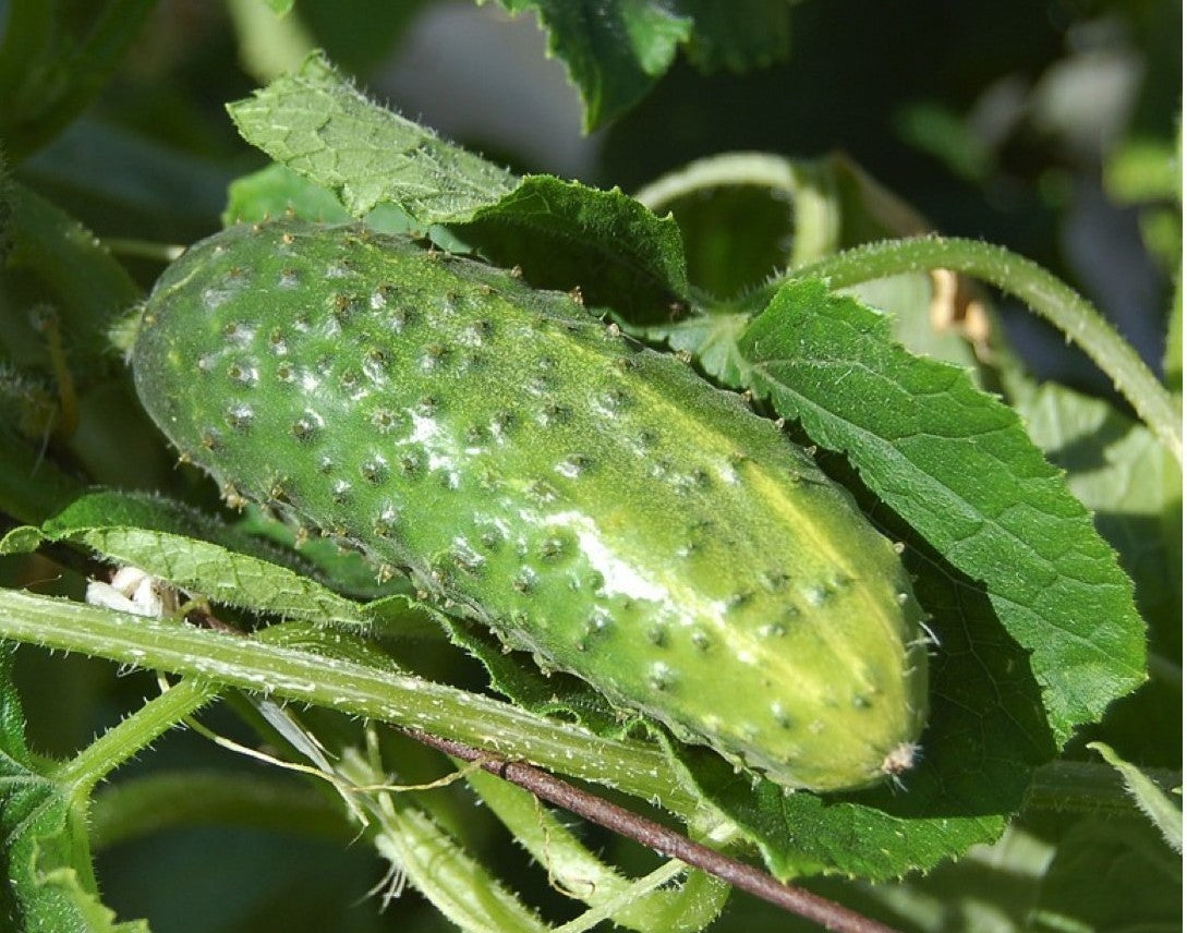 Wisconsin 58 Cucumber growing on the vine