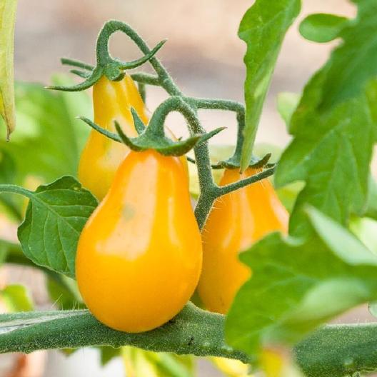 Yellow Pear Tomato on the plant