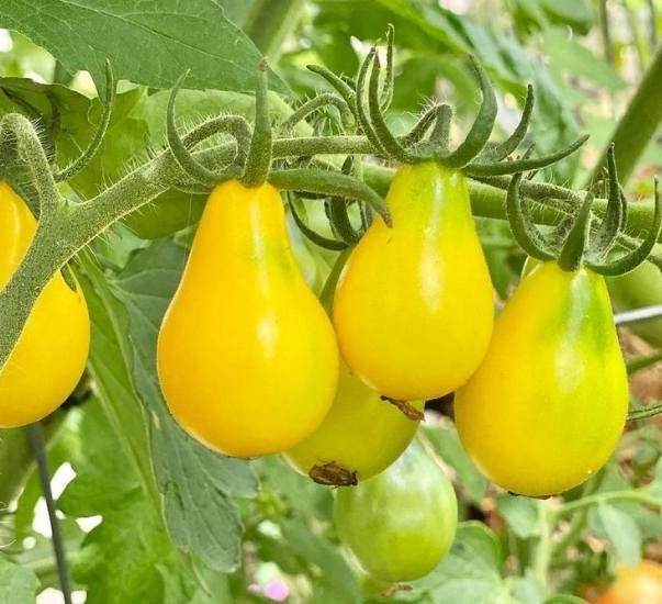 Yellow Pear Tomato on the plant