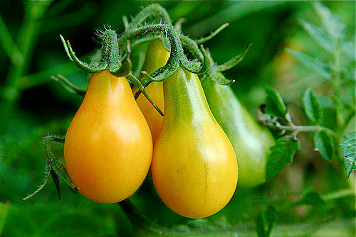 Yellow Pear Tomato on the plant