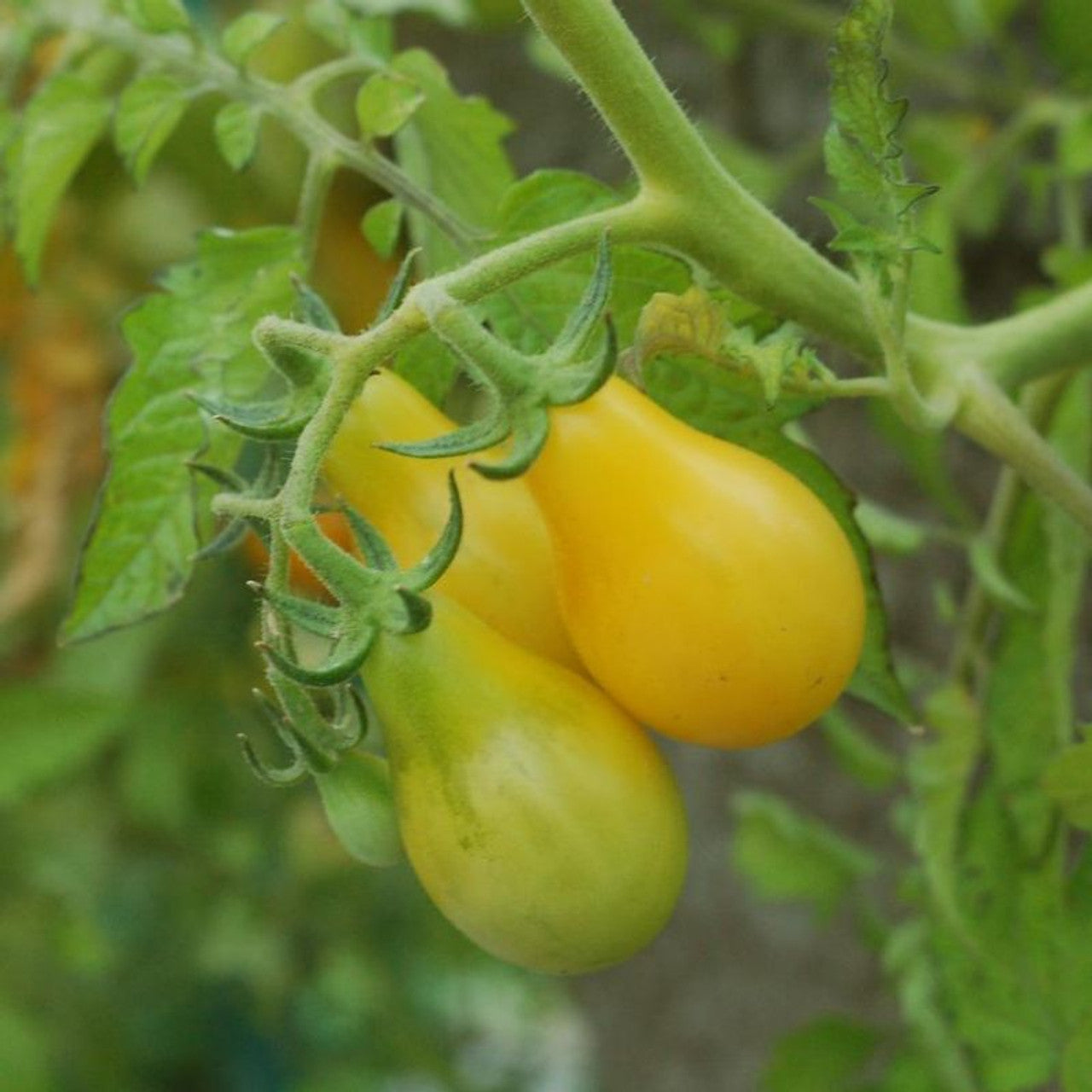 Yellow Pear Tomato on the plant