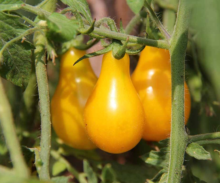Yellow Pear Tomato on the plant