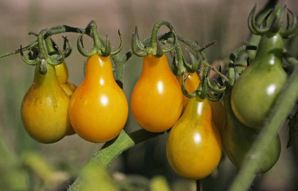 Yellow Pear Tomato on the plant