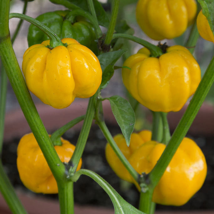 Yellow Scotch Bonnet Pepper on the plant